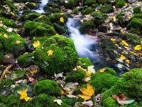 Bemooste Felsen und Herbstlaub entlang dem Bachlauf - Steinbach